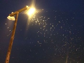 街灯に群がっている虫たちの画像